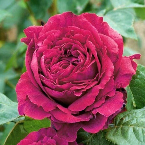 La Rose des 4 Vents Trandafir teahibrid