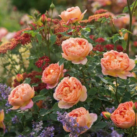 LADY OF SHALOTT Trandafir floribunda