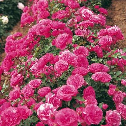 Lancome