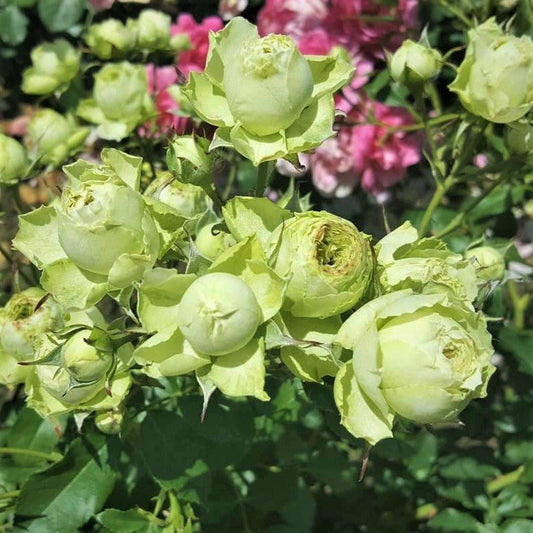 LOVELY GREEN Trandafir floribunda