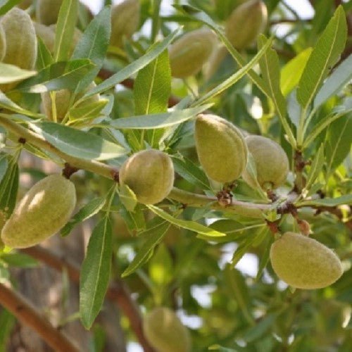 Migdal Tetenyi Botermo Pepiniera Jardina