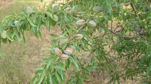 Migdal Tetenyi Botermo Pepiniera Jardina