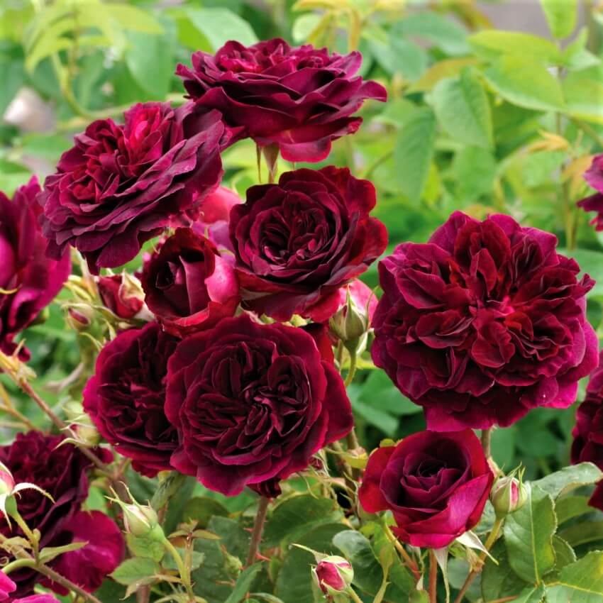 Gorgeous Garden Roses