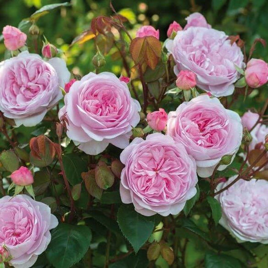 OLIVIA ROSE Trandafir floribunda