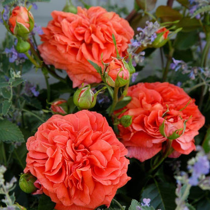 ORANGERIE Trandafir floribunda