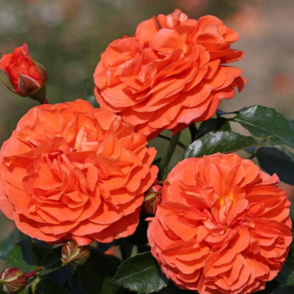 ORANGERIE Trandafir floribunda