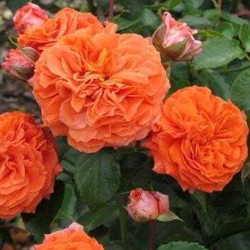 ORANGERIE Trandafir floribunda