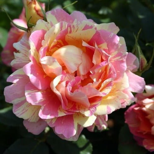 ROSE DES CISTERCIENS Trandafir floribunda