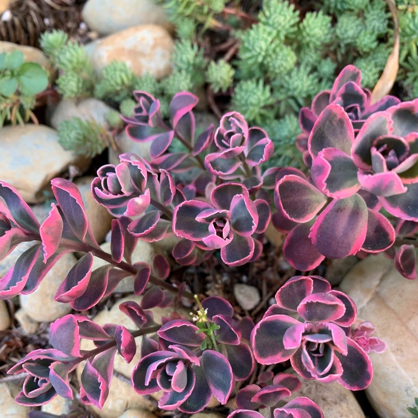 SEDUM SUNSPARKLER DREAM DAZZLER Jardina.eu