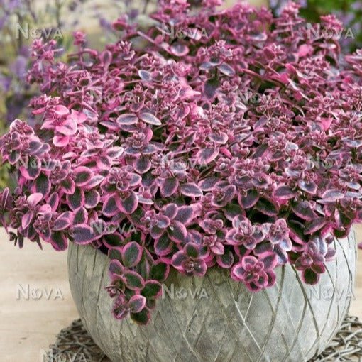 SEDUM SUNSPARKLER DREAM DAZZLER Jardina.eu