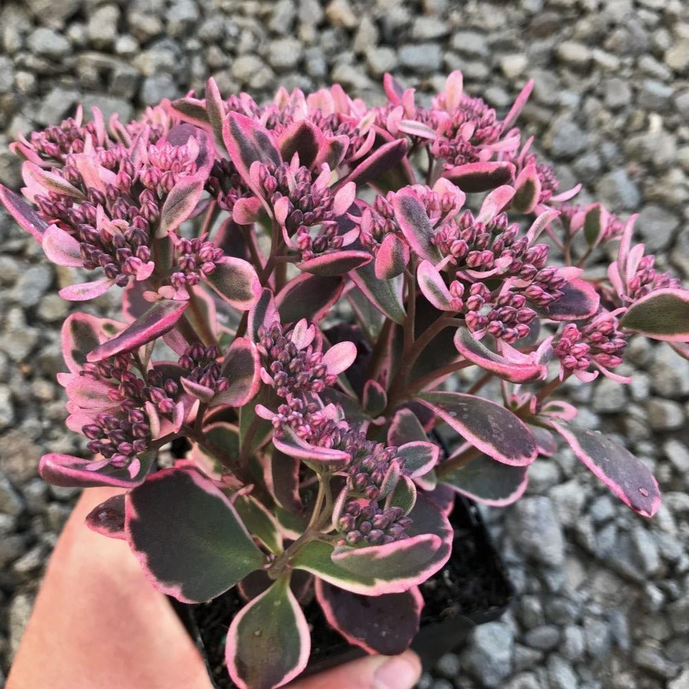 SEDUM SUNSPARKLER DREAM DAZZLER Jardina.eu