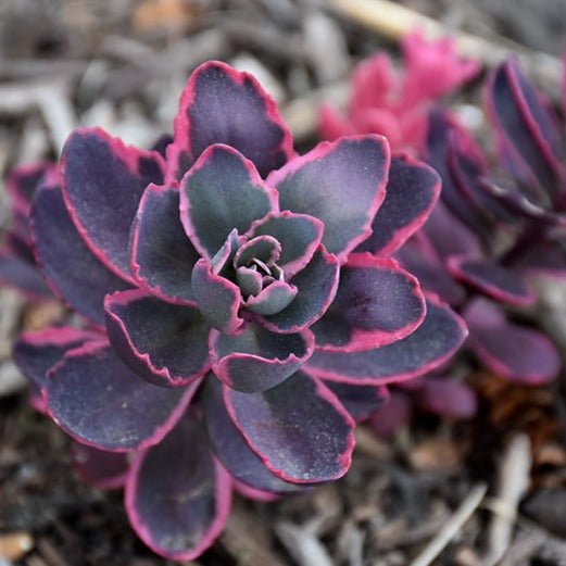 SEDUM SUNSPARKLER DREAM DAZZLER Jardina.eu