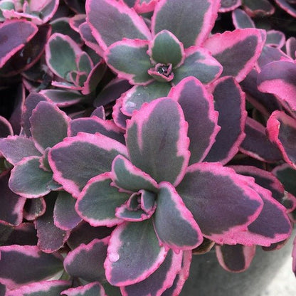 SEDUM SUNSPARKLER DREAM DAZZLER Jardina.eu