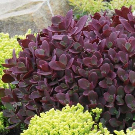 SEDUM SUNSPARKLER : FIRECRACKER Jardina.eu