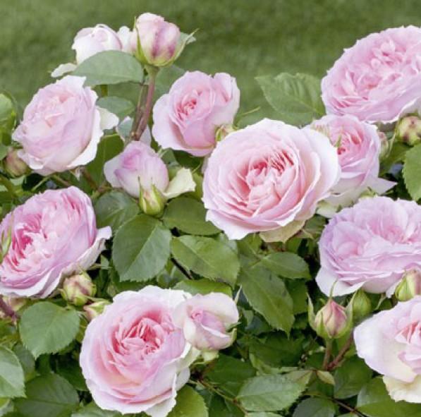 Sophia Romantica