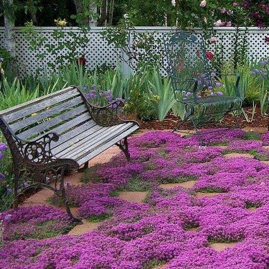 THYMUS PRAECOX RED CARPET Jardina.eu