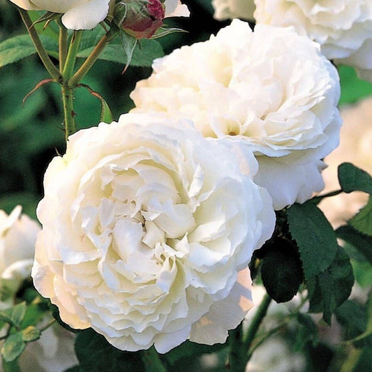 WINCHESTER CATHEDRAL Trandafir floribunda