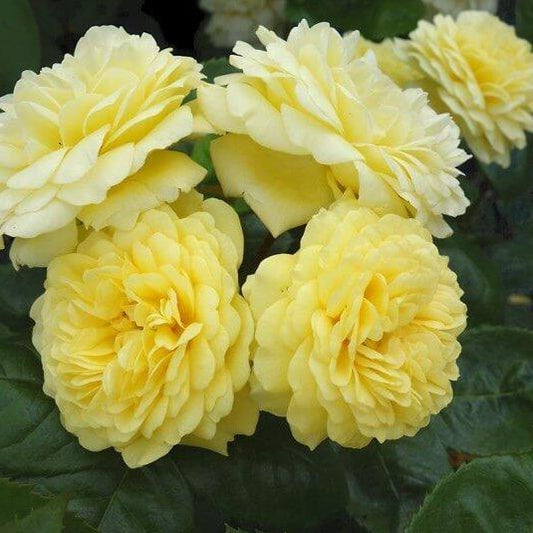 ANNY DUPEREY (YELLOW MEILOVE) Trandafir floribunda