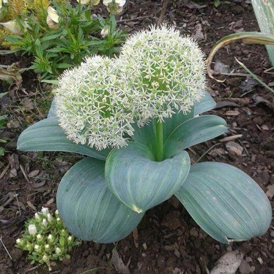 Allium karataviense Perene Superbe