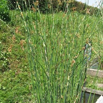 Scirpus tabernaemontani : MOSES FIRE Perene Superbe