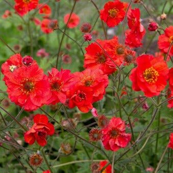 Geum coccineum : FLAMES OF PASSION Perene Superbe