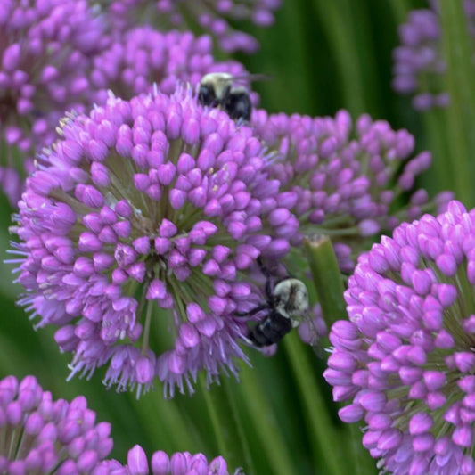 Allium hybrid : MILLENIUM Perene Superbe