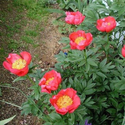 Paeonia lactiflora : FLAME Perene Superbe