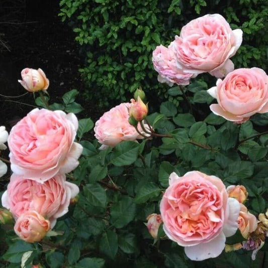 ABRAHAM DARBY Trandafir floribunda