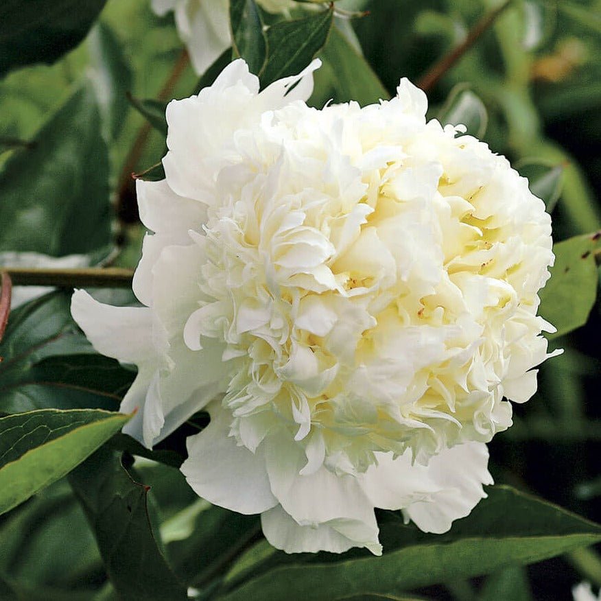 Paeonia lactiflora : CHARLES WHITE Perene Superbe