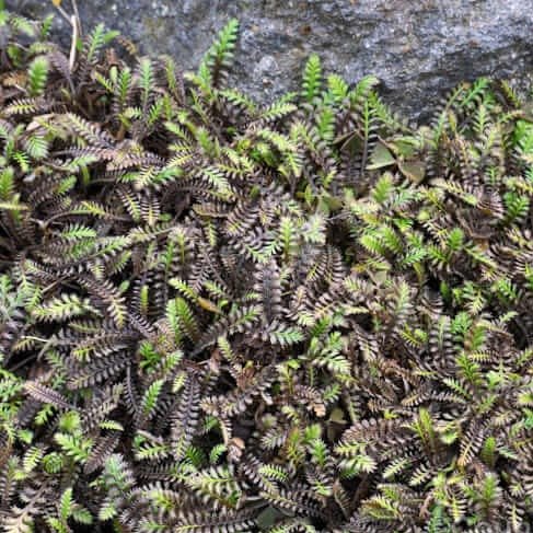 Leptinella squalida : PLATT'S BLACK Perene Superbe