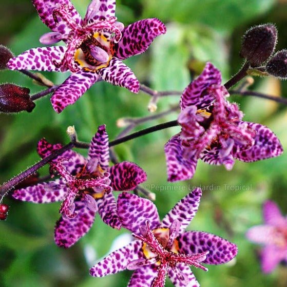 Tricyrtis formosa : PURPLE BEAUTY Perene Superbe