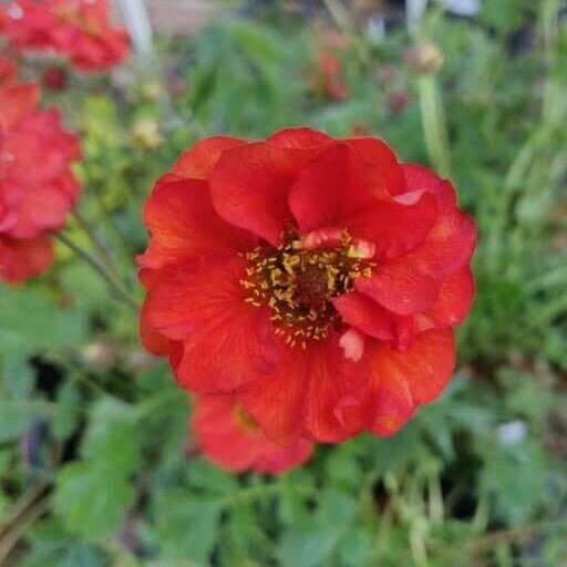 Geum coccineum : FLAMES OF PASSION Perene Superbe