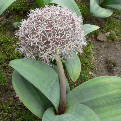 Allium karataviense Perene Superbe