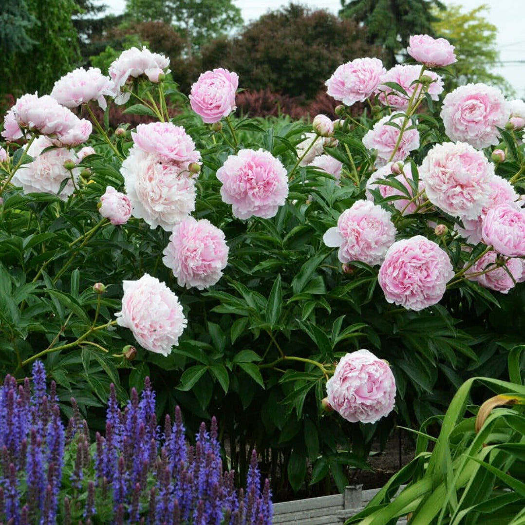 Paeonia : SARAH BERNHARDT Perene Superbe