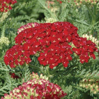 Achillea millefolium : TUTTI FRUTTI - POMEGRANATE Perene Superbe