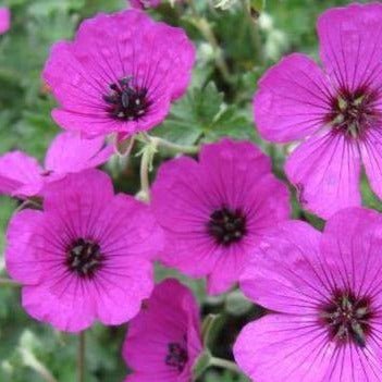 Geranium cinereum : GIUSEPPII Perene Superbe