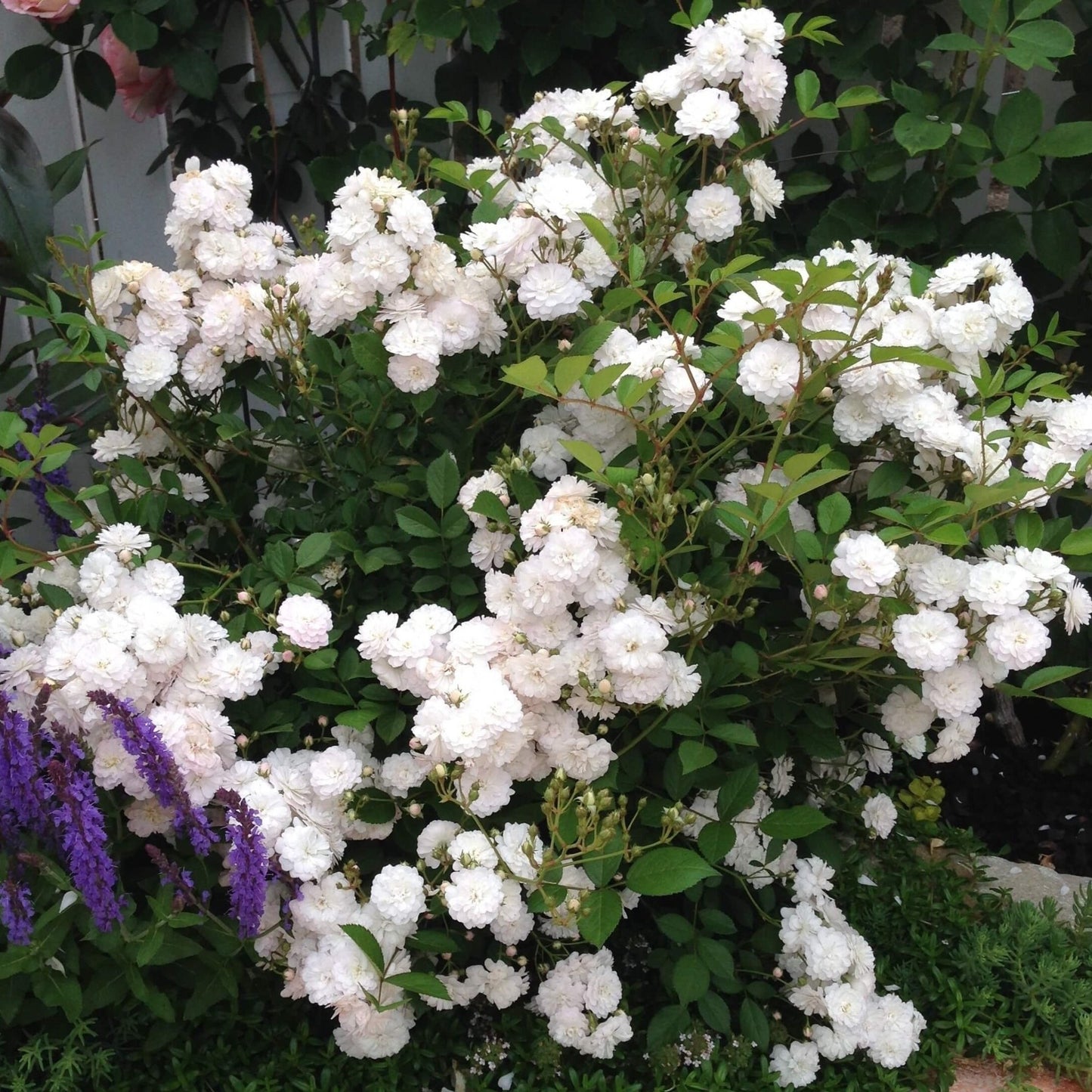 BLANCHE CASCADE Trandafir floribunda