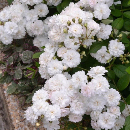 BLANCHE CASCADE Trandafir floribunda