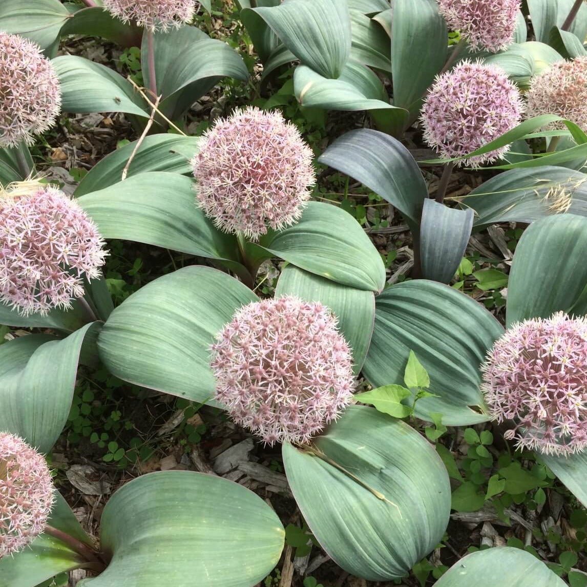 Allium karataviense Perene Superbe