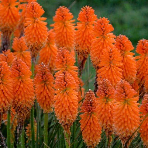 Kniphofia uvaria : PYROMANIA ORANGE BLAZE Perene Superbe