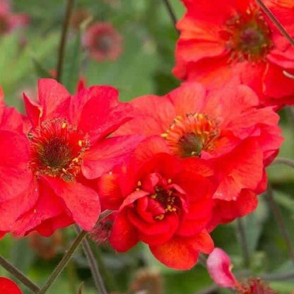 Geum coccineum : FLAMES OF PASSION Perene Superbe