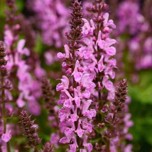 Salvia nemorosa : MARVEL ROSE Perene Superbe