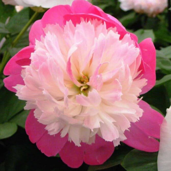 Paeonia lactiflora : SANTA FE Perene Superbe