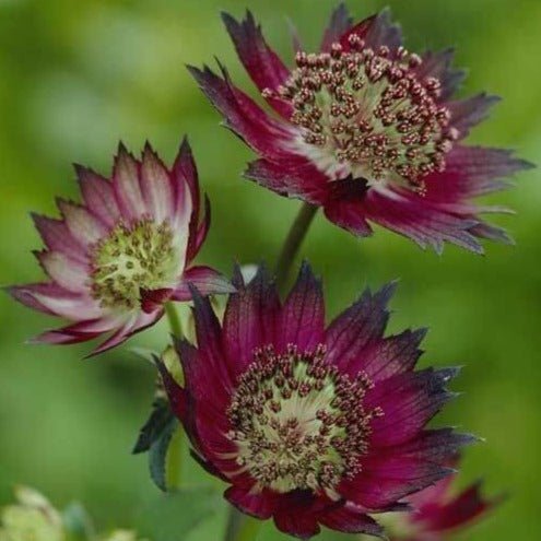 Astrantia major : MOULIN ROUGE Perene Superbe