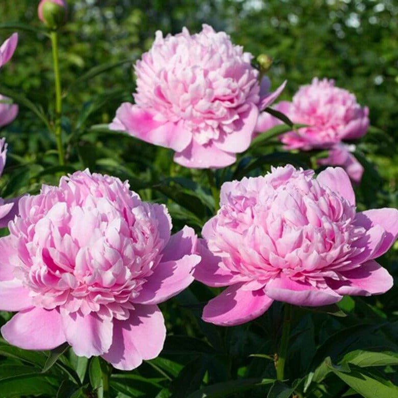 Paeonia : SARAH BERNHARDT Perene Superbe