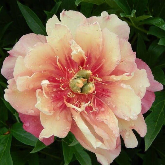 Paeonia itoh : JULIA ROSE Perene Superbe