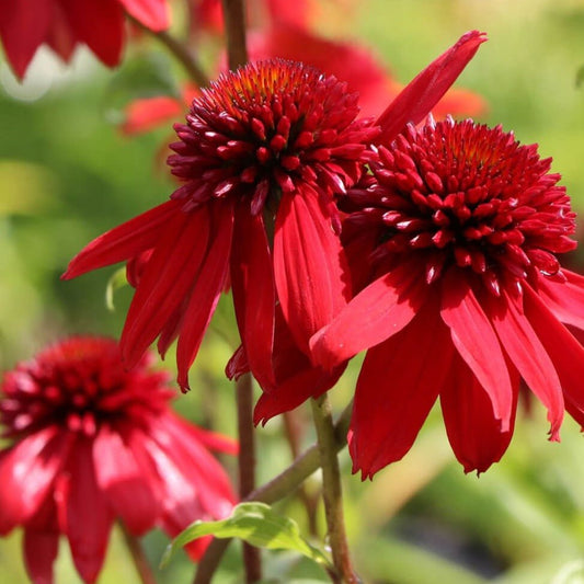 Echinacea hybrida : ECCENTRIC Perene Superbe