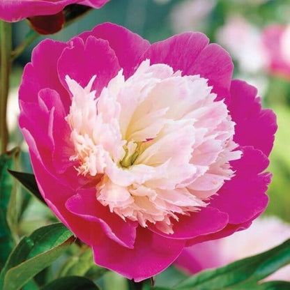 Paeonia lactiflora : SANTA FE Perene Superbe