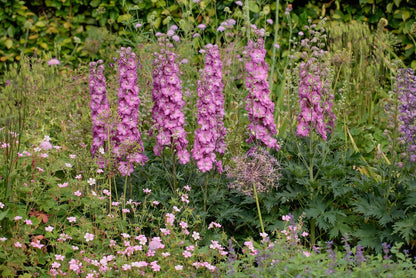 Delphinium Delgenius : CHANTAY Jardina.eu