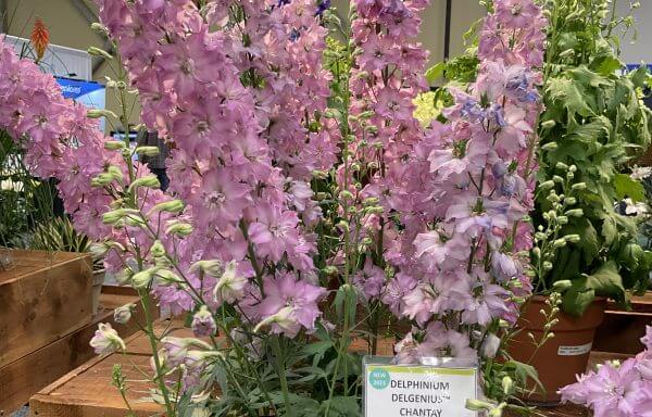 Delphinium Delgenius : CHANTAY Jardina.eu